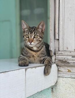 Grazile Sally sucht ihr Glück - Celle