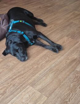 Unsere sehr verschmuste Labradorhündin Bella 6 J,ca 45-50 cm groß - Angern