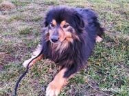 Fluffy Fellkugel Jack sucht ein Zuhause - Overath