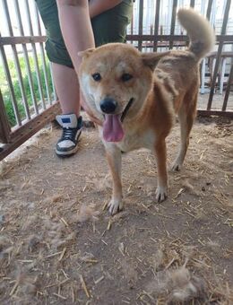 Nyomda, verschmuste Shiba Inu Hündin - Remagen