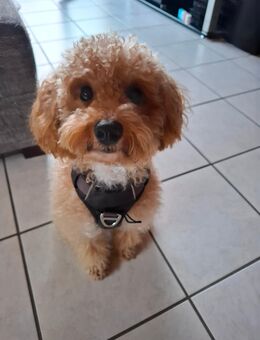 Maltipoo - Weilheim (Teck)