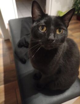 5 Jahre alter BKH-Bengal-Kater - Wemding