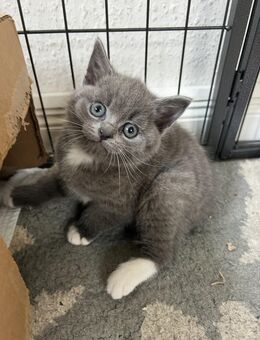 Süße BKH Kitten suchen ein liebevolles Zuhause! - Sittensen