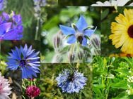 Saatgut Raritäten, SWR Treffpunkt seltene Blumen vom Aussterben bedrohte Sorten Arten selten neue Blumensamen insektenfreundliches Blumensaatgut Saatgutmischungen Geschenksets Einzelarten Stauden Garten Pflanzen insektenfreundliches bee Vatertag - Pfedelbach
