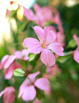 Samen SAAT-KUHNELKE (Saponaria vaccaria) heimische Wildblume Naturgarten - Hamburg