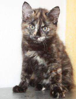 Weibliches Maine-Coon-Mix Geschwisterpaar abzugeben - Heilbronn