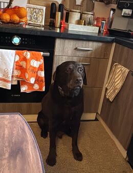 Diego sucht ein neues Zuhause. - Frechen Zentrum