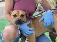 Judy wartet im Tierheim - Köln
