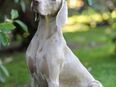 Professionelle, genehmigte Hundezucht im Herzen von NRW erwartet Weimaraner-Welpen in 41334