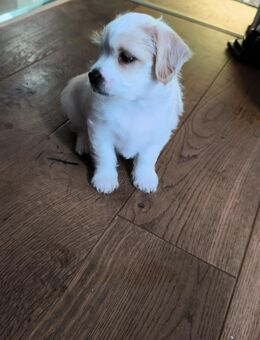 Jack Russel Havaneser Malteser Mix Welpen - Hetlingen