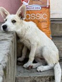 Leia hübsches verspielter Junghund - Hüllhorst