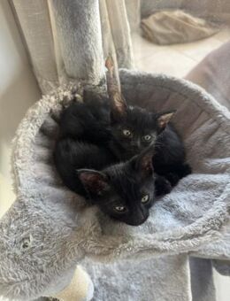 Kiki und Toffee aus dem Tierschutz - Grevenbroich