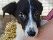 SHAUNA ~ schwarz-weißes Hundekind - Duisburg