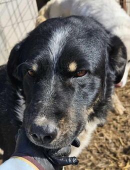 Ben - ist im Shelter fehl am Platz💔 - Dreikirchen
