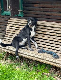 Labrador Mix - Beratzhausen