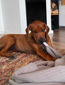 Rhodesian Ridgeback Welpe Hündin - Pommersfelden