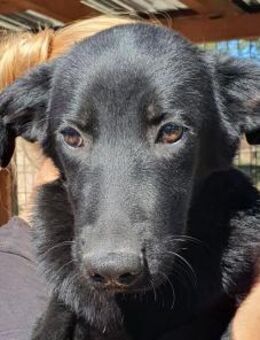 MILLER-hübscher Jung-Rüde, 51 cm - Rösrath