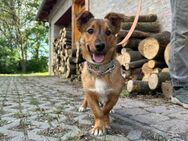 Tom wartet auf seine Menschen - Nordwalde