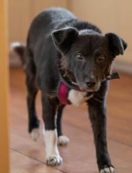 Wer erfüllt Halona ihren Traum? - München