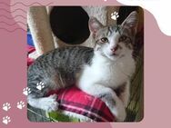 Kater Benji freut sich über Post von Dir - Lalendorf