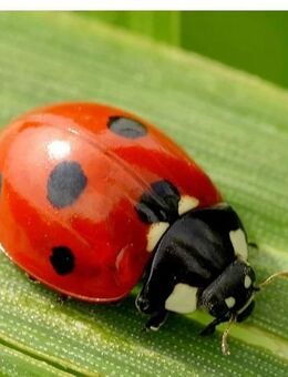 Jüngerer Mann für älteres Paar - Kassel