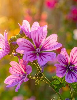Malve Lila Samen Robust Sommerblüte Große Blüten Pflanzen - Pfedelbach