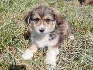 Lebensfrohe Coco - Tholey