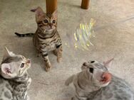 Bengal Kitten - Oberwesel