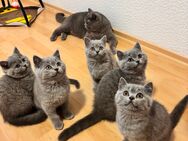 BKH Kitten - Schelklingen