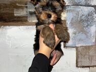 Yorkshire Terrier welpen - Brake (Unterweser) Zentrum