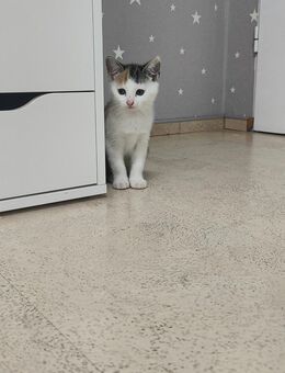 Katzenkinder - Braunfels