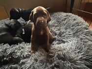 Vizmaraner (Magyar Vizsla x Weimaraner) Welpen - Salzkotten