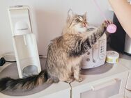Sibirische Katze 2J.umständehalber - Gelsenkirchen Zentrum