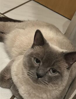 Baby Katzen gesucht - Bochum