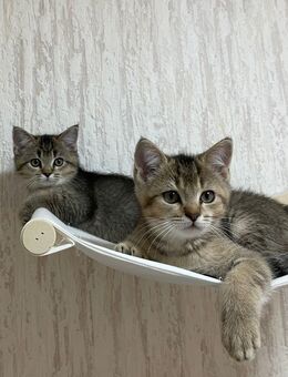 2 männliche BKH Kitten in Hamburg - Hamburg