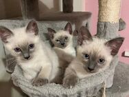 Siam Birma Kitten/ 2 Männchen sind noch frei - Wiesbaden Biebrich