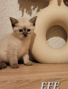 Wunderschöne BKH Kitten 1 Junge entwurmt & sozialisiert - Oberhausen