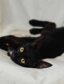 Lamer, schwarzer Entdecker, ca. 5 Monate - Vaterstetten