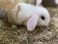 Kaninchen,zwergkaninchen/Zwergwidder - Baar-Ebenhausen