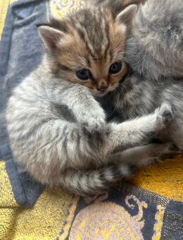 Bkh kitten britisch Kurzhaar - Spelle