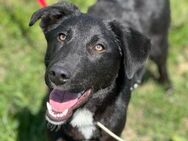 Junghund Spike, freundl. sucht Zuhause - Berlin