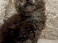 * Liebe Kräftige Coonie * Maine Coon Kitten Katze schöne Pinsel mit Stammbaum - Herten