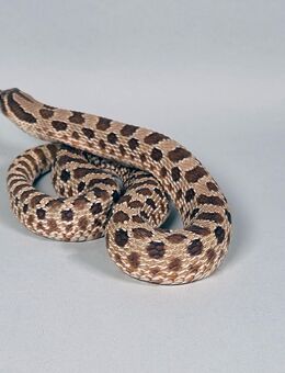 Hakennasennattern Heterodon nasicus Wildfarben Axanthic Albino - Worms