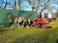 Araberwallach, arabisches Sportpferd, super ausgeglichen, 3Jahr, 1,48m - Dessau-Roßlau