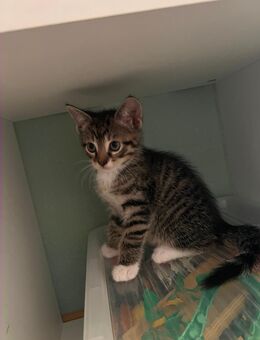 Kitten sucht noch ein neues Zuhause - Brilon Zentrum