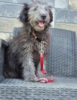 ❤️Paulo❤️,liebevoller Welpen-Mix - Bissingen