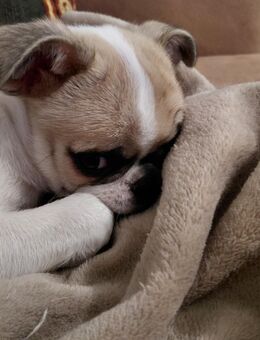 Oliver- Tobias sucht ..... - Innernzell