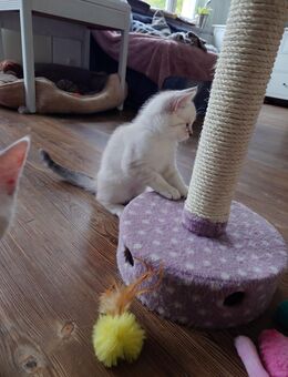 Bkh Kitten - Alt Meteln