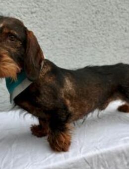 Bony, hübscher Rauhaardackel geb. 2021 - Remagen