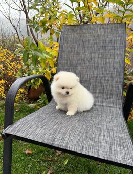 Ich verkaufe Pomeranian - Leipzig